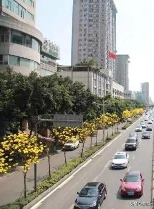 华西坝黄花风铃,我与华