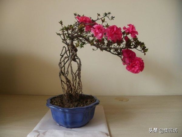 杜鹃斜飘式盆景制作过程,杜鹃盆景10种造型法