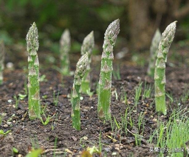 山里发现一种绿油油的植物,农村最常见的野生植物