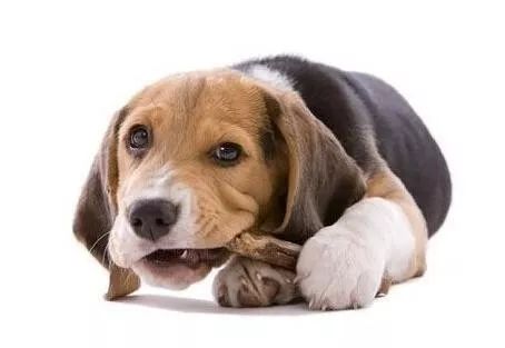 猫狗双全必备清单,猫狗主子的日常