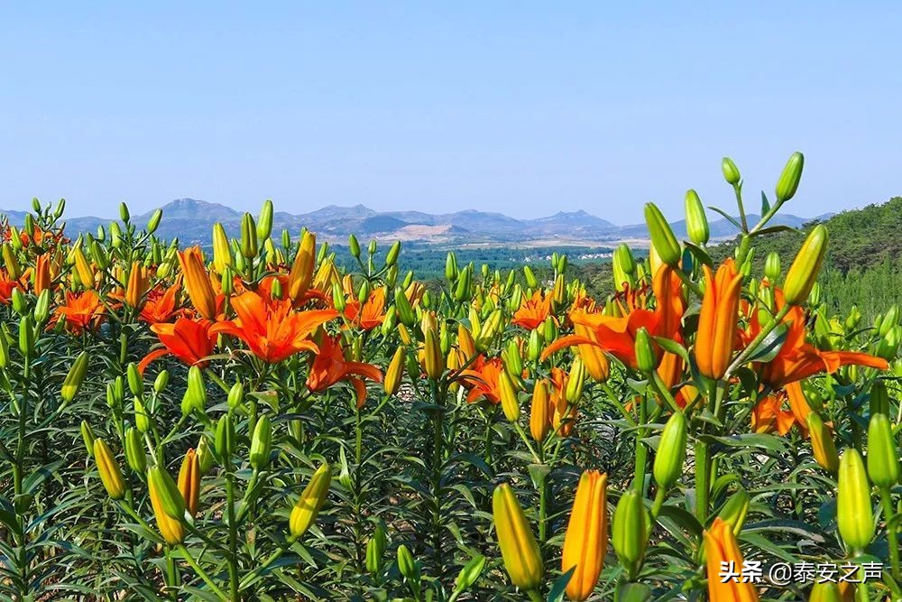 泰山百合和园简介,泰山百合和园