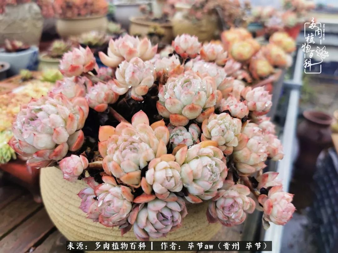 有多少次的会心一笑，全因多肉！那是一种心间流出的甜