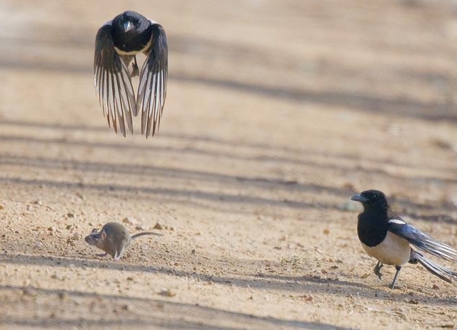 喜鹊吃麻雀幼鸟,喜鹊成灾攻击老鹰圈养麻雀