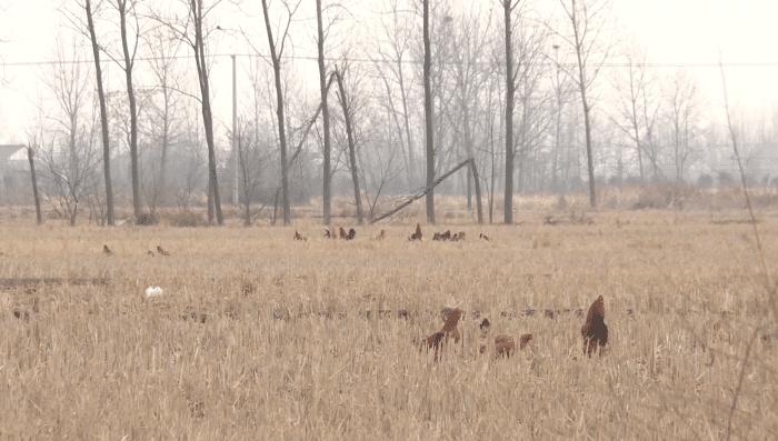 寿县散养溜达鸡出售,溜达鸡团购淮南