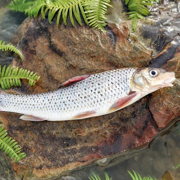 名贵的六种鱼你吃过几种,20种名贵海鱼