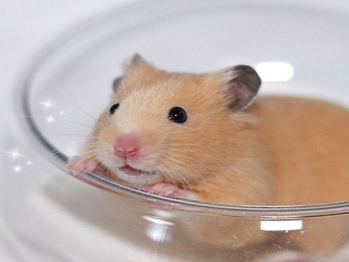 仓鼠吃西兰花要注意哪几点,仓鼠吃熟西兰花还是生西兰花