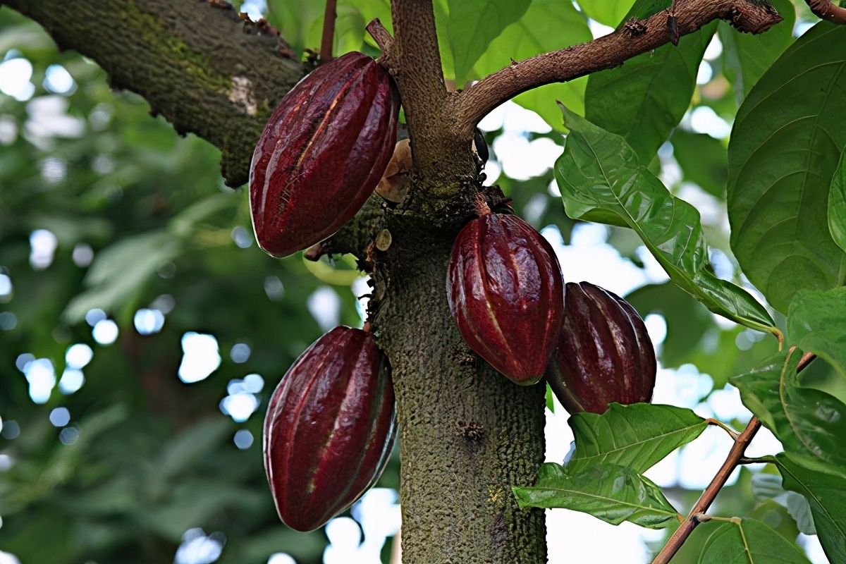 乔慕黑松露巧克力是代可可脂吗,法国乔慕松露巧克力独立包装