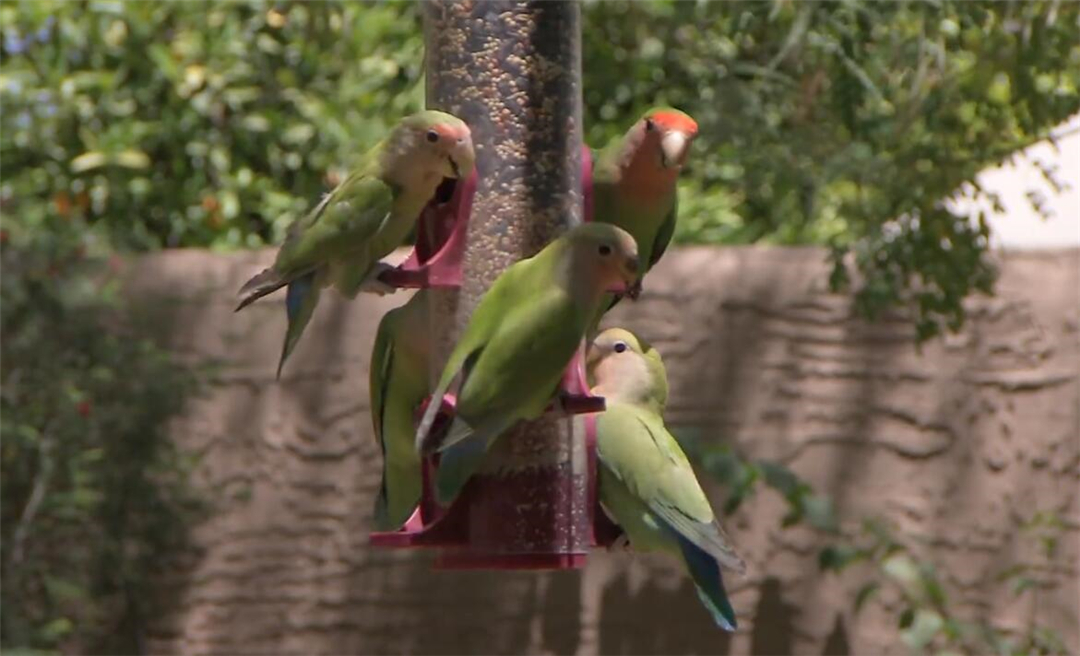 非洲鹦鹉住进仙人掌？从宠物变野生种群，占领一座城市