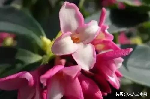 全国56市市花太美了的视频,中国56市市花图片