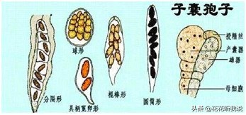 真菌结构图手绘简单清晰,真菌结构和功能的基本单位是什么