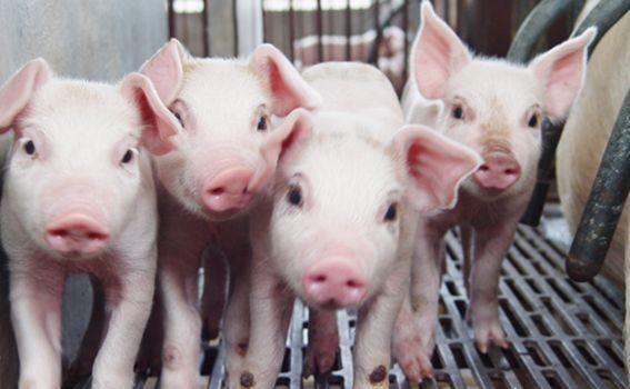 猪厌食拉稀用什么药,猪高烧42度还伴有呕吐有拉稀症状