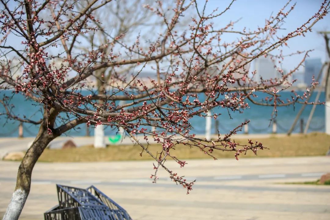 西海岸北国之春,期待春暖花开的西海岸