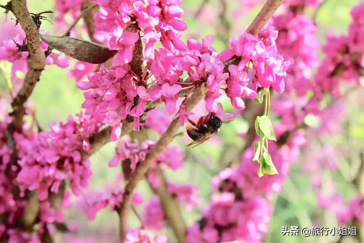 宜都大溪网红打卡点,宜都市网红打卡
