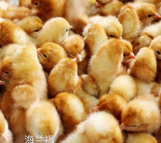 散养绿壳蛋鸡养殖全部视频,蛋鸡养殖前景怎么样