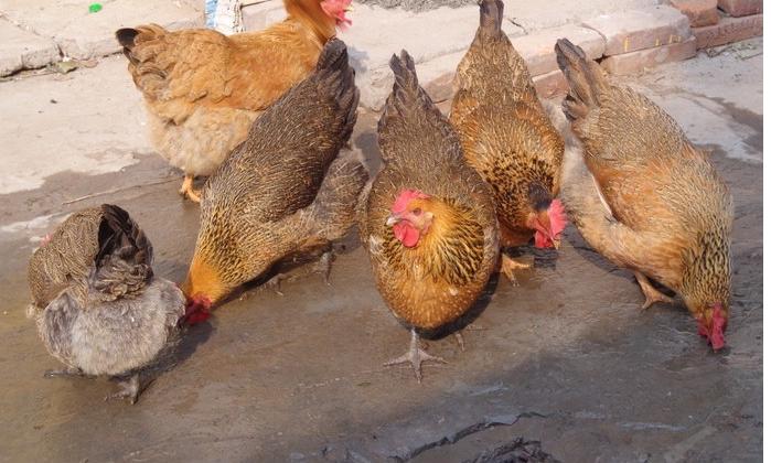 怎样养鸡不生病又长得快,一年四季养鸡不生病的方法