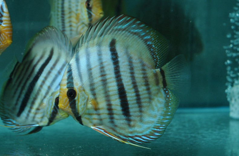 热带鱼白点病的最佳治疗方法,热带鱼白点病怎么治