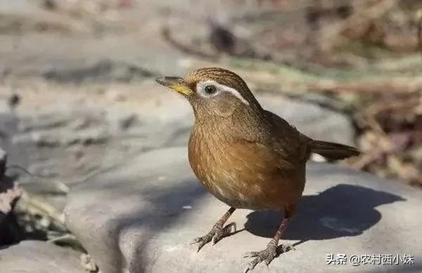 鸟类传染肺炎的症状,鸟类会感染肺炎吗