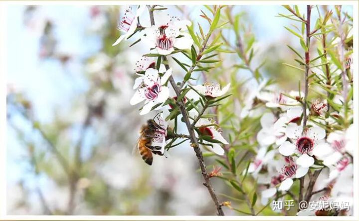 麦卢卡蜂蜜和俄罗斯蜂蜜哪个好,最好的蜂蜜麦卢卡蜂蜜