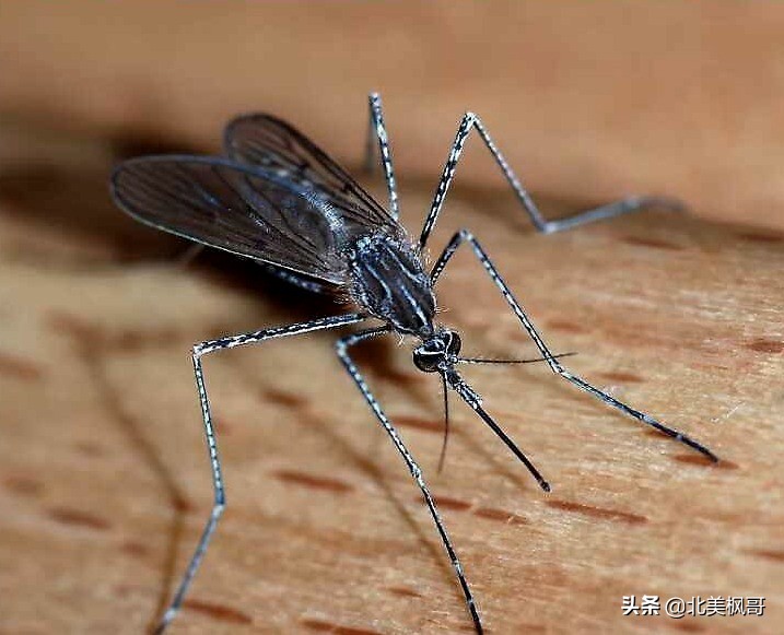 加拿大最危险五大动物,全球十大危险有毒动物