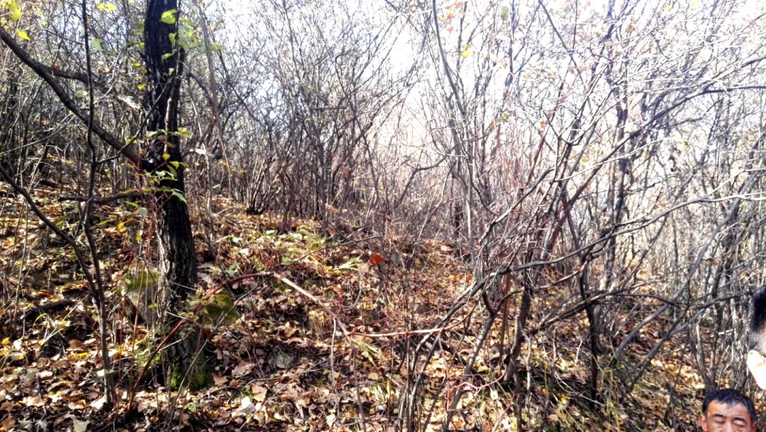 树木由来,树木从远古到现在