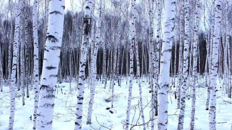 俄罗斯天然桦树茸菌,俄罗斯西伯利亚特产白桦树茸菌菇