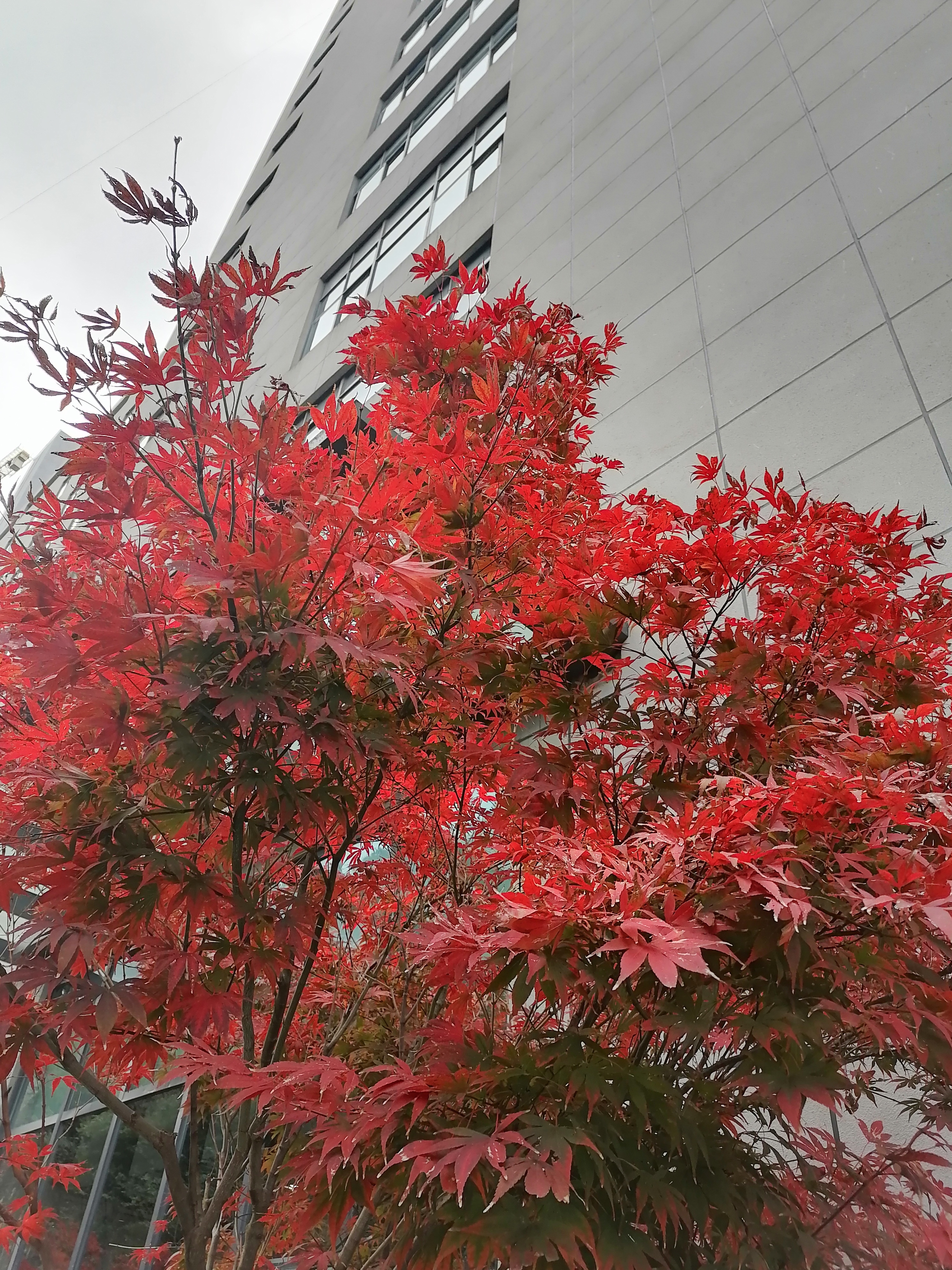 敌敌畏还能救活吗,敌敌畏不是对人无害吗