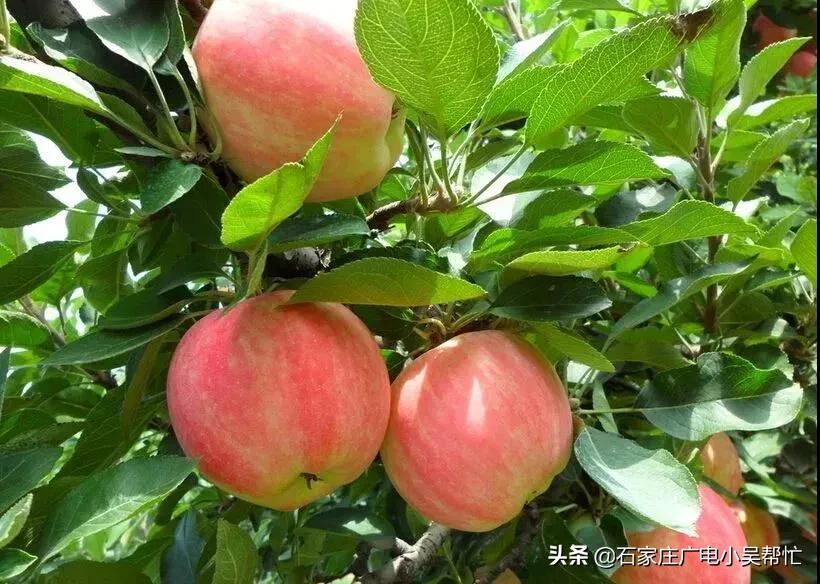 石家庄市农村特产,2021年石家庄十大特产