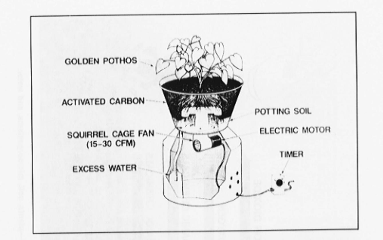 新房除甲醛最好的植物测评,去甲醛排行榜第一名植物除甲醛