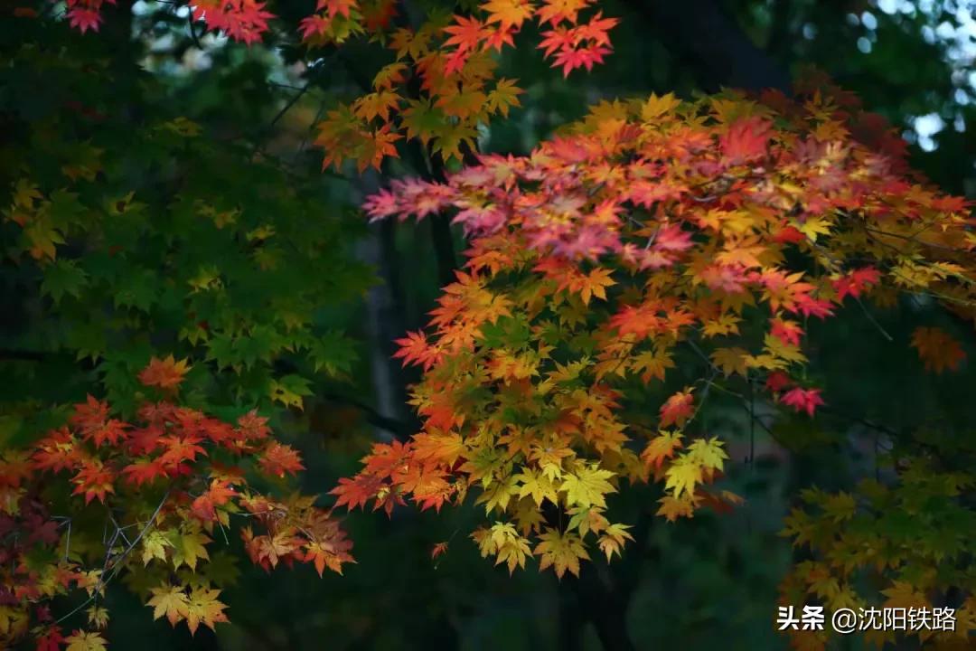 这份攻略带你走进最佳赏枫地,四大赏枫胜地你最想打卡哪个