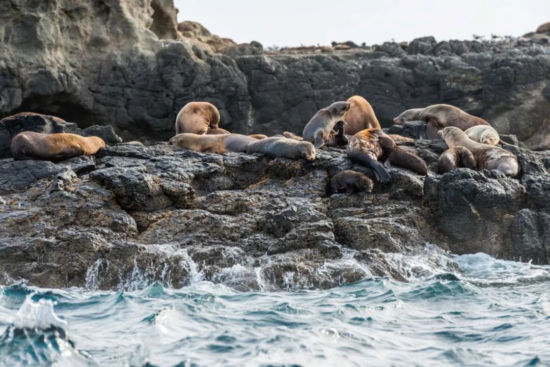 悉尼到阿德莱德自驾游,澳大利亚阿德莱德悉尼距离