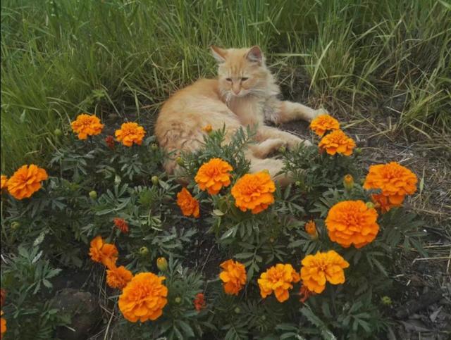 猫的相思,猫的相思病