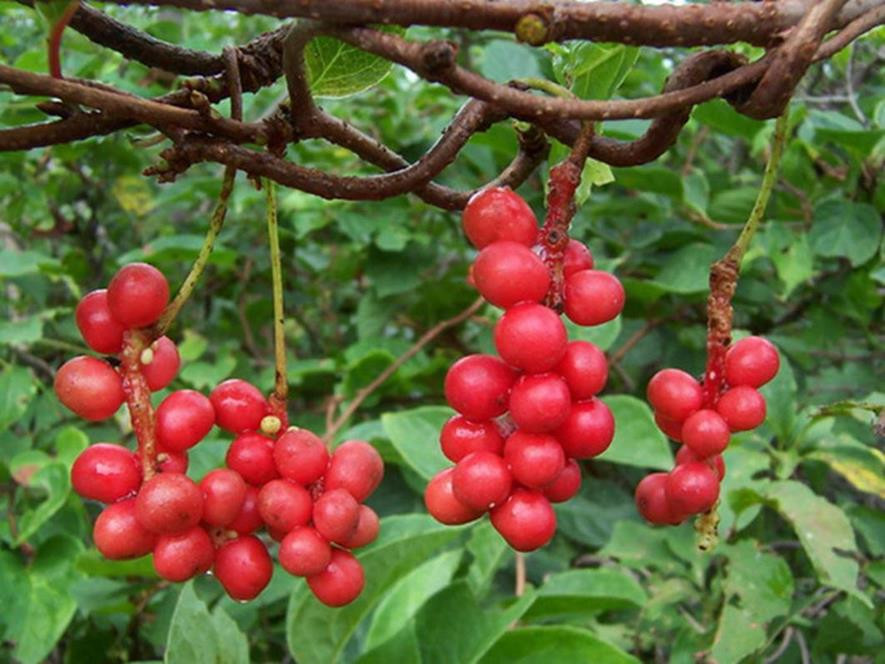百种味道的果子,四季百种果子图片