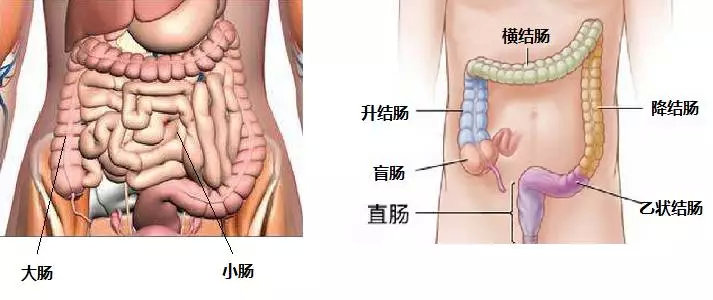 益生菌质量比较好,明星益生菌推荐