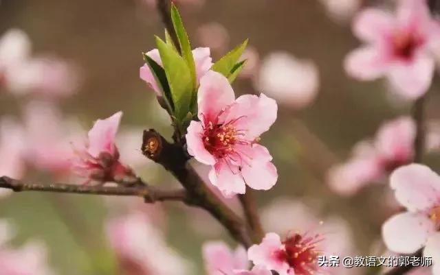 带春字的古诗词飞花令完整,春字飞花令100首必背诗词