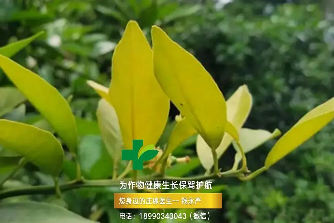 柑橘缺钙生理病害 (柑橘缺钙症状视频)