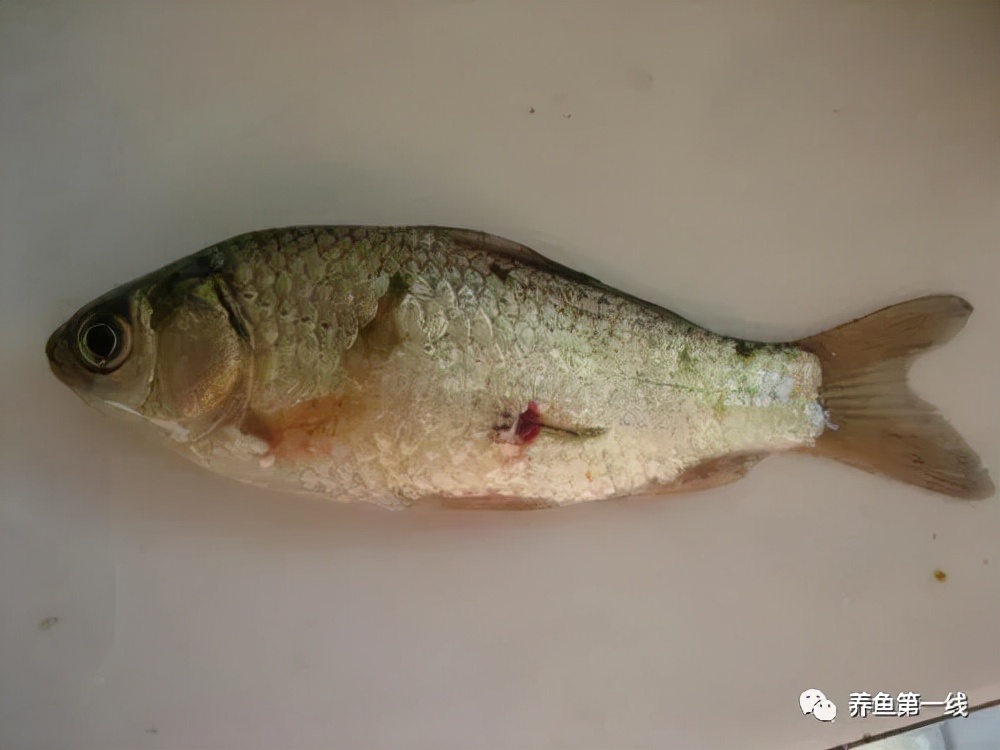 鱼身上有红斑用什么药治理,鱼身上有红斑怎么解决