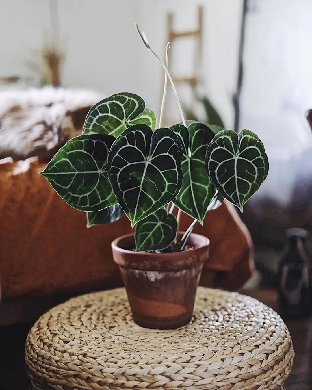 10片叶子的绿植,室内绿植盆栽一元