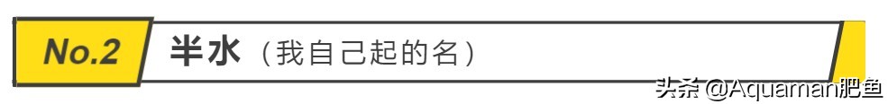 便宜又好养的水草推荐,好养又便宜的水草推荐