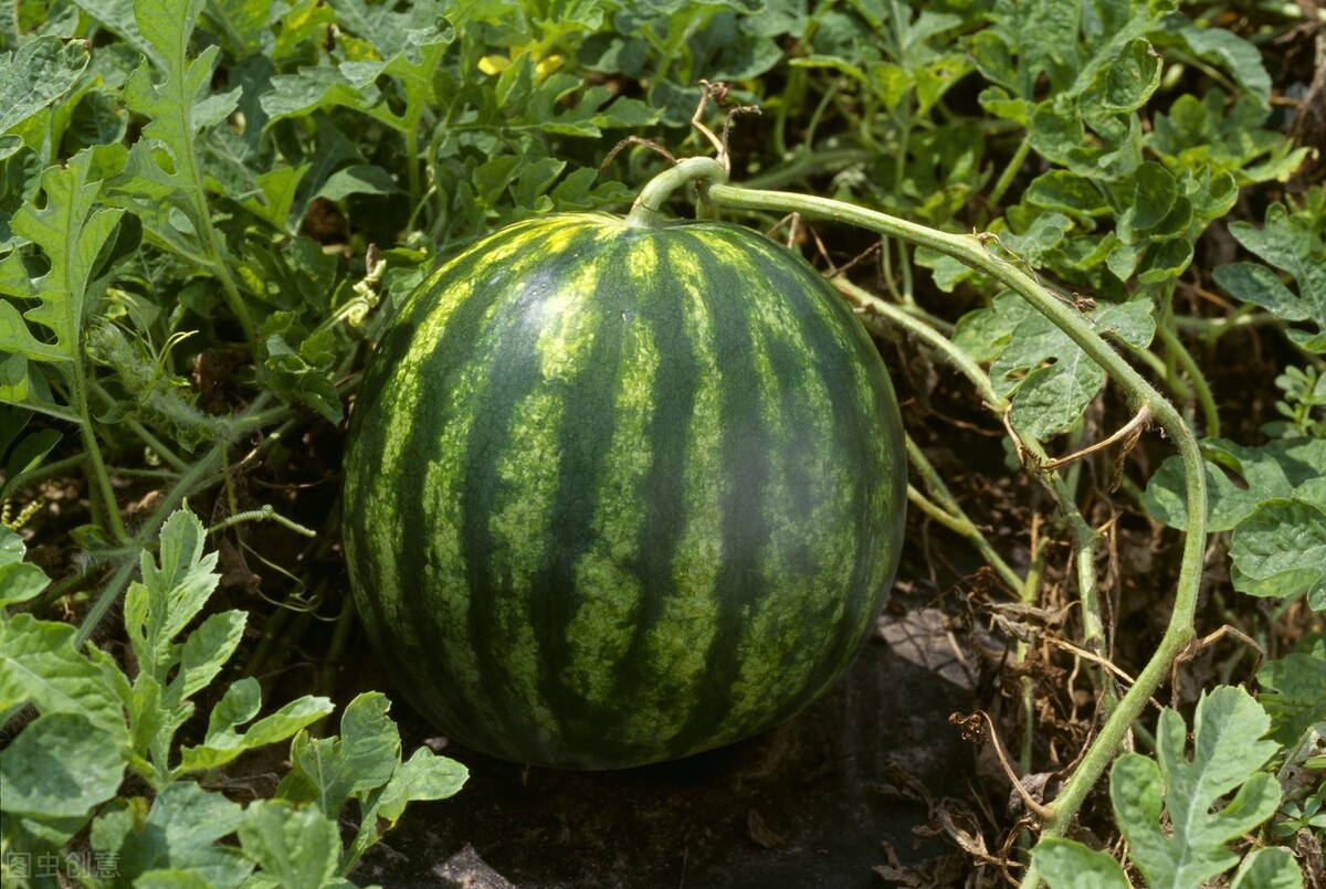 西瓜种植后干枯怎么回事,中午西瓜苗晒蔫了是正常的吗