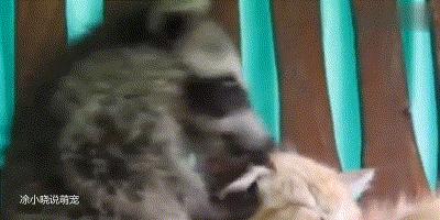 国外浣熊撸猫成瘾，一天不撸浑身难受，已经是老司机了