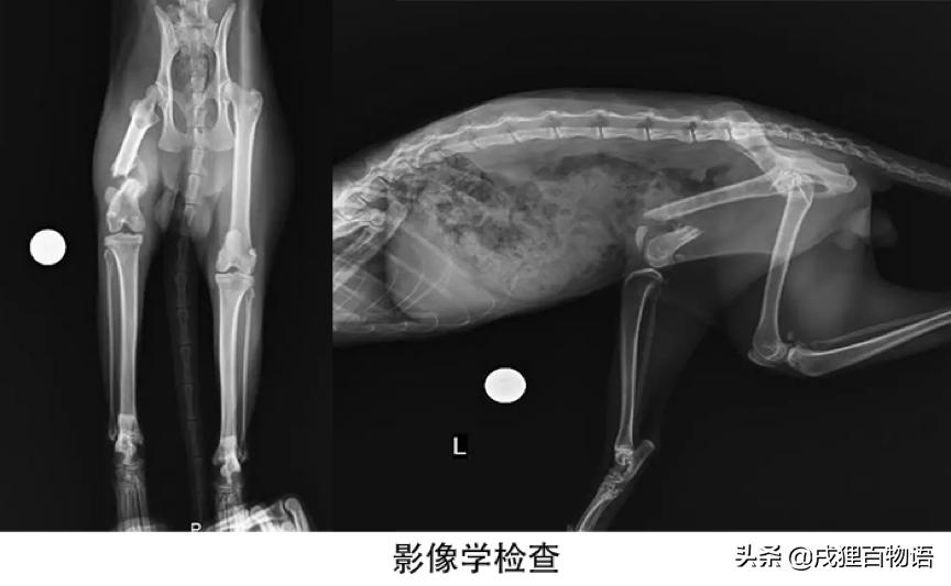猫咪摔骨折了治疗需要多少钱,猫咪骨折后吃什么恢复得快