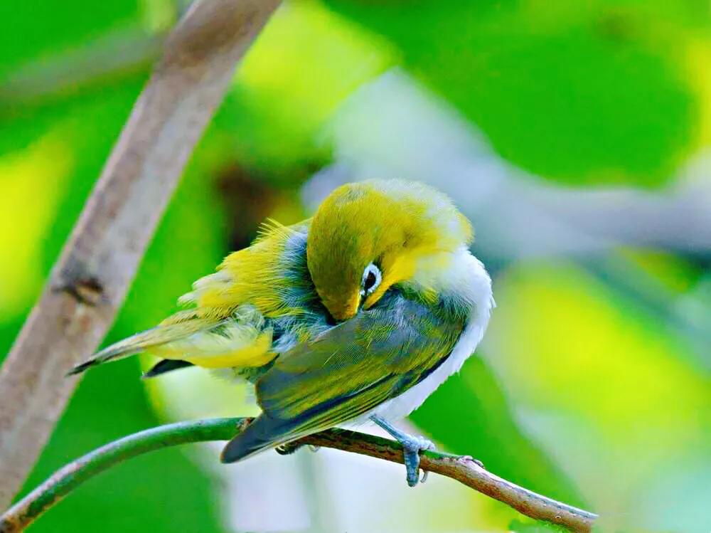 绣眼鸟叫声,绣眼鸟的视频欣赏