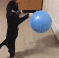 奶牛猫就是神经猫,奶牛猫不是一般的淘气