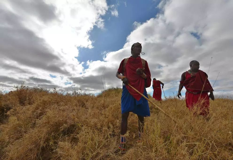 非洲马赛人:从狮口夺食的“战斗民族”