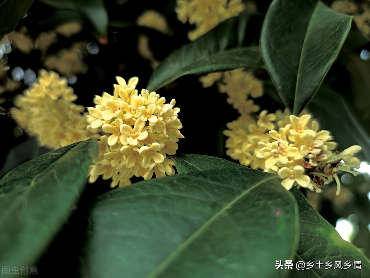 四季桂花怎样分种类,桂花叶的种类有哪些图片