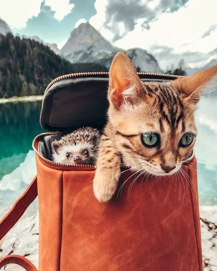 Ins上最火的网红小刺猬,拍写真,出自传,住别墅