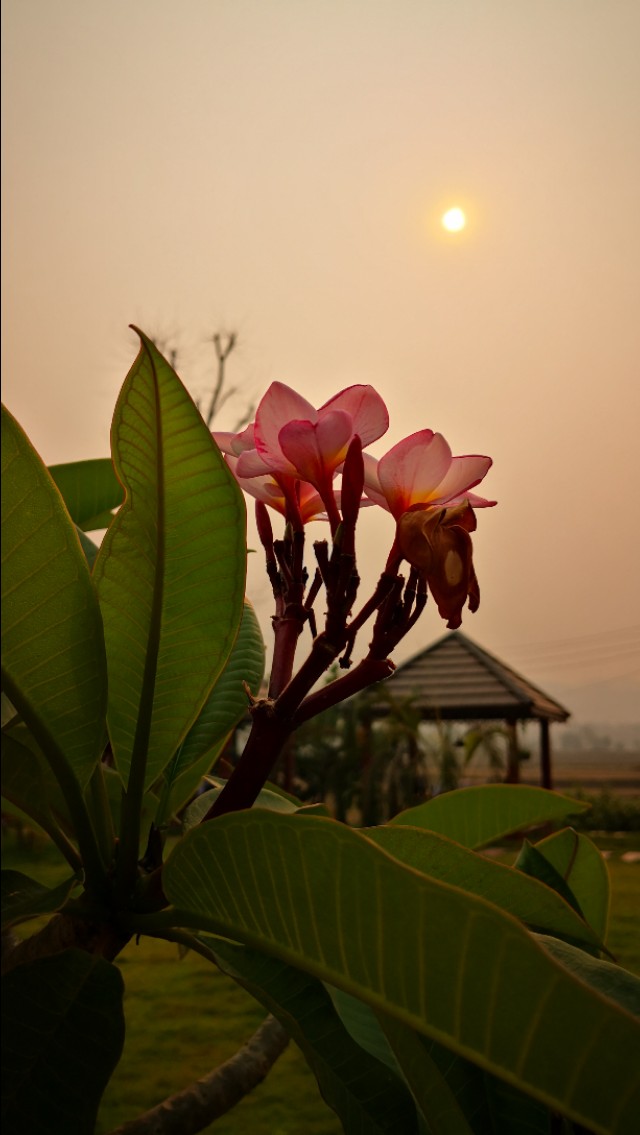 为什么老挝把鸡蛋花当成国花,为什么鸡蛋花是老挝的国花