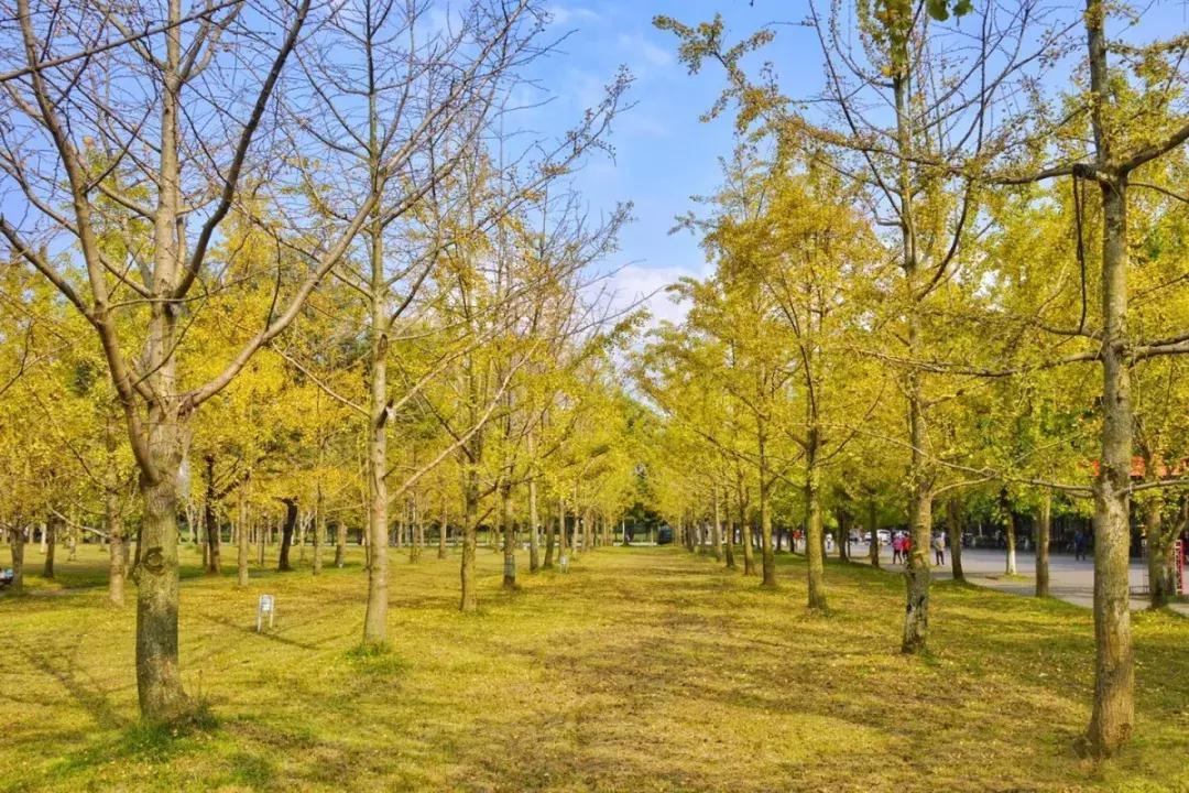 四川最有钱的5所大学,四川最有钱的大学排名