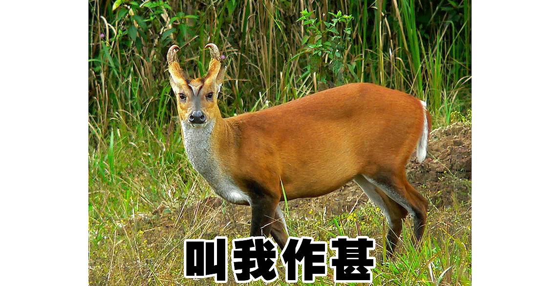 仿品的包包能鉴定出来吗,假的包包鉴定