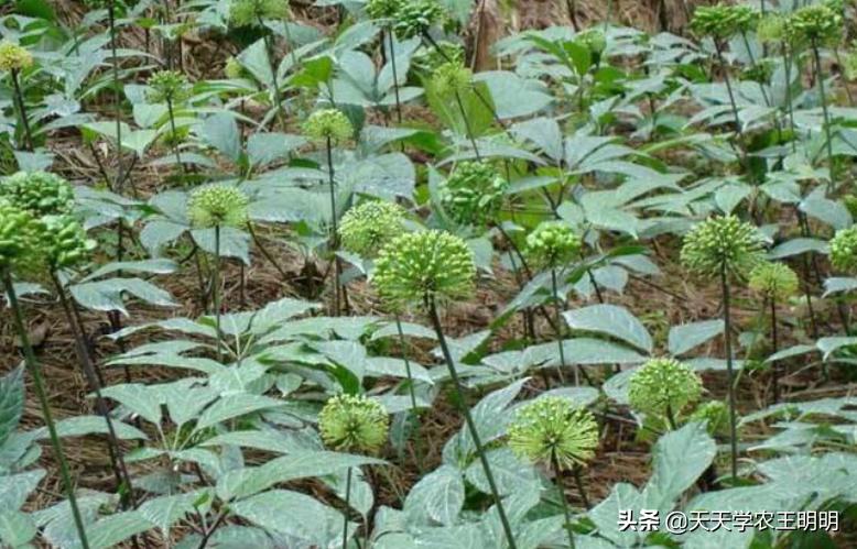 三七种植的年数与价格关系如何,三七是怎么种的